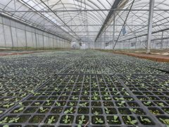 现正在一键启动、从动喷